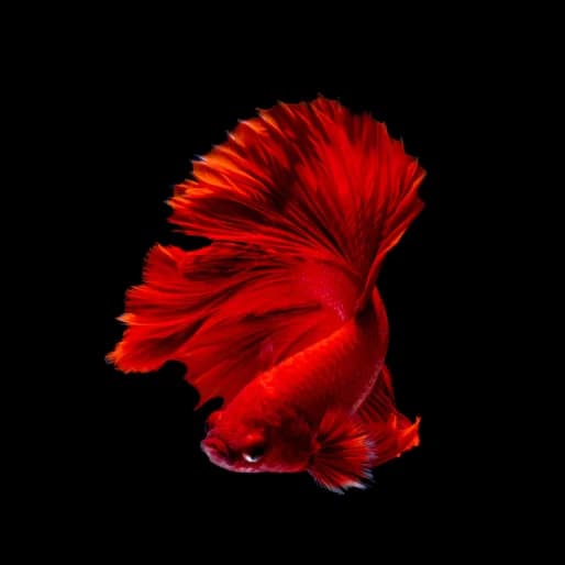 Betta Fish
