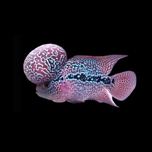 Flowerhorn