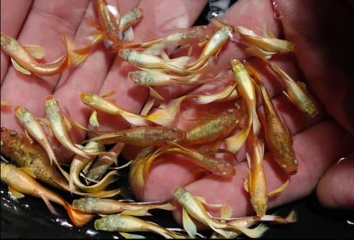 Guppy Fish
